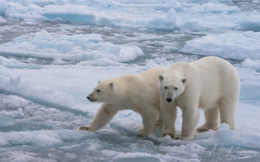Salbard-V-083 Svalbard Pack Ice Polar Bear Expedition 2028 |  Magnificent Landscapes and Exceptional Wildlife Encounters |  | Photo Tour with Mike Reyfman