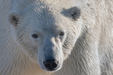 Salbard-V-084 Svalbard Pack Ice Polar Bear Expedition 2028 |  Magnificent Landscapes and Exceptional Wildlife Encounters |  | Photo Tour with Mike Reyfman