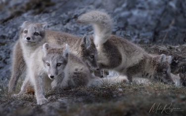 Salbard-V-086 Svalbard Pack Ice Polar Bear Expedition 2028 |  Magnificent Landscapes and Exceptional Wildlife Encounters |  | Photo Tour with Mike Reyfman