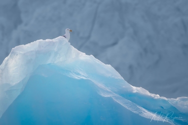 Salbard-V-087 Svalbard Pack Ice Polar Bear Expedition 2028 |  Magnificent Landscapes and Exceptional Wildlife Encounters |  | Photo Tour with Mike Reyfman