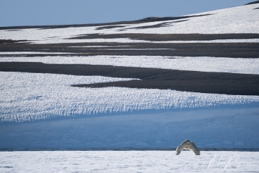 Salbard-V-089; mikeowlsvalbardvirgo Svalbard Pack Ice Polar Bear Expedition 2028 |  Magnificent Landscapes and Exceptional Wildlife Encounters |  | Photo Tour with Mike Reyfman