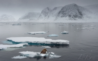 Salbard-V-090 Svalbard Pack Ice Polar Bear Expedition 2028 |  Magnificent Landscapes and Exceptional Wildlife Encounters |  | Photo Tour with Mike Reyfman