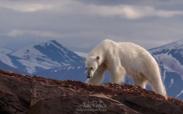 04   | Photo Tour with Mike Reyfman