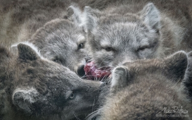 06   | Photo Tour with Mike Reyfman