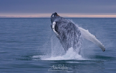 07   | Photo Tour with Mike Reyfman