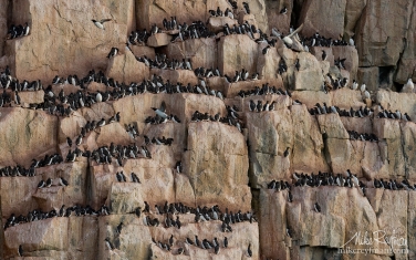 10   | Photo Tour with Mike Reyfman