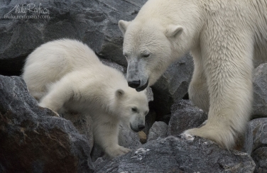 11   | Photo Tour with Mike Reyfman