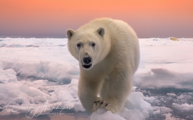 12   | Photo Tour with Mike Reyfman