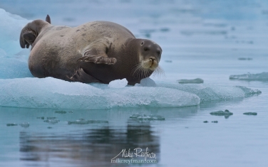 16   | Photo Tour with Mike Reyfman