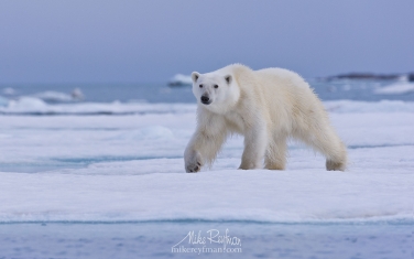 18   | Photo Tour with Mike Reyfman