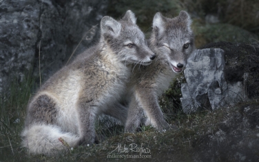 21   | Photo Tour with Mike Reyfman