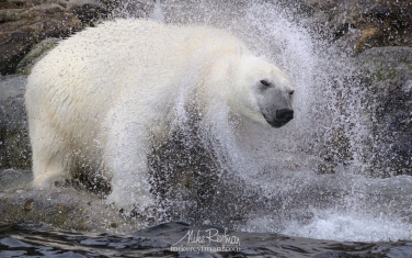 24   | Photo Tour with Mike Reyfman