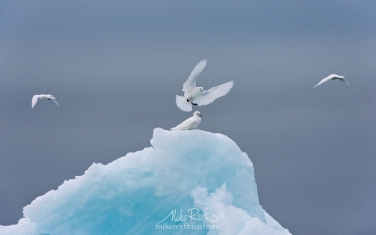26.jpg   | Photo Tour with Mike Reyfman