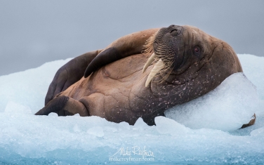 28.jpg   | Photo Tour with Mike Reyfman