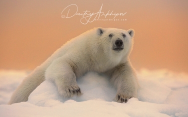 30   | Photo Tour with Mike Reyfman