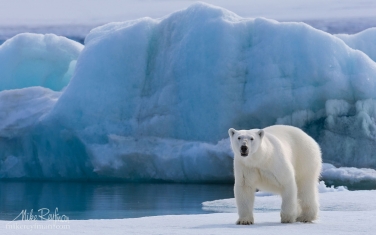 35   | Photo Tour with Mike Reyfman