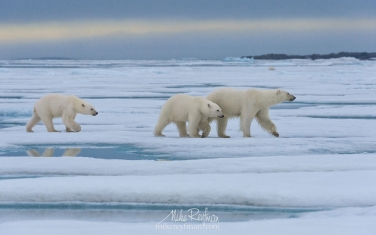 43   | Photo Tour with Mike Reyfman