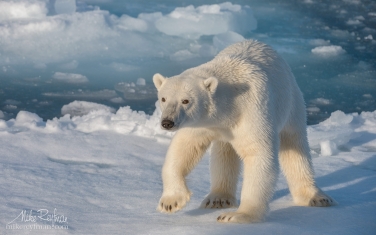 49   | Photo Tour with Mike Reyfman