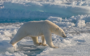 50   | Photo Tour with Mike Reyfman