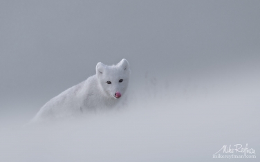 53   | Photo Tour with Mike Reyfman