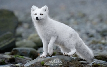59   | Photo Tour with Mike Reyfman