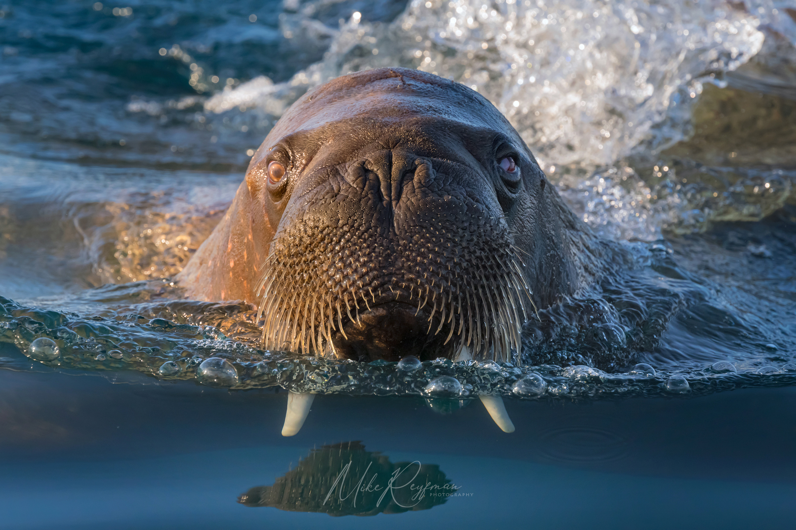 The Gang of Walruses WL-SV-001-Z8A6827 - The Walruses and Seals of Svalbard (Spitsbergen) - Mike Reyfman Photography