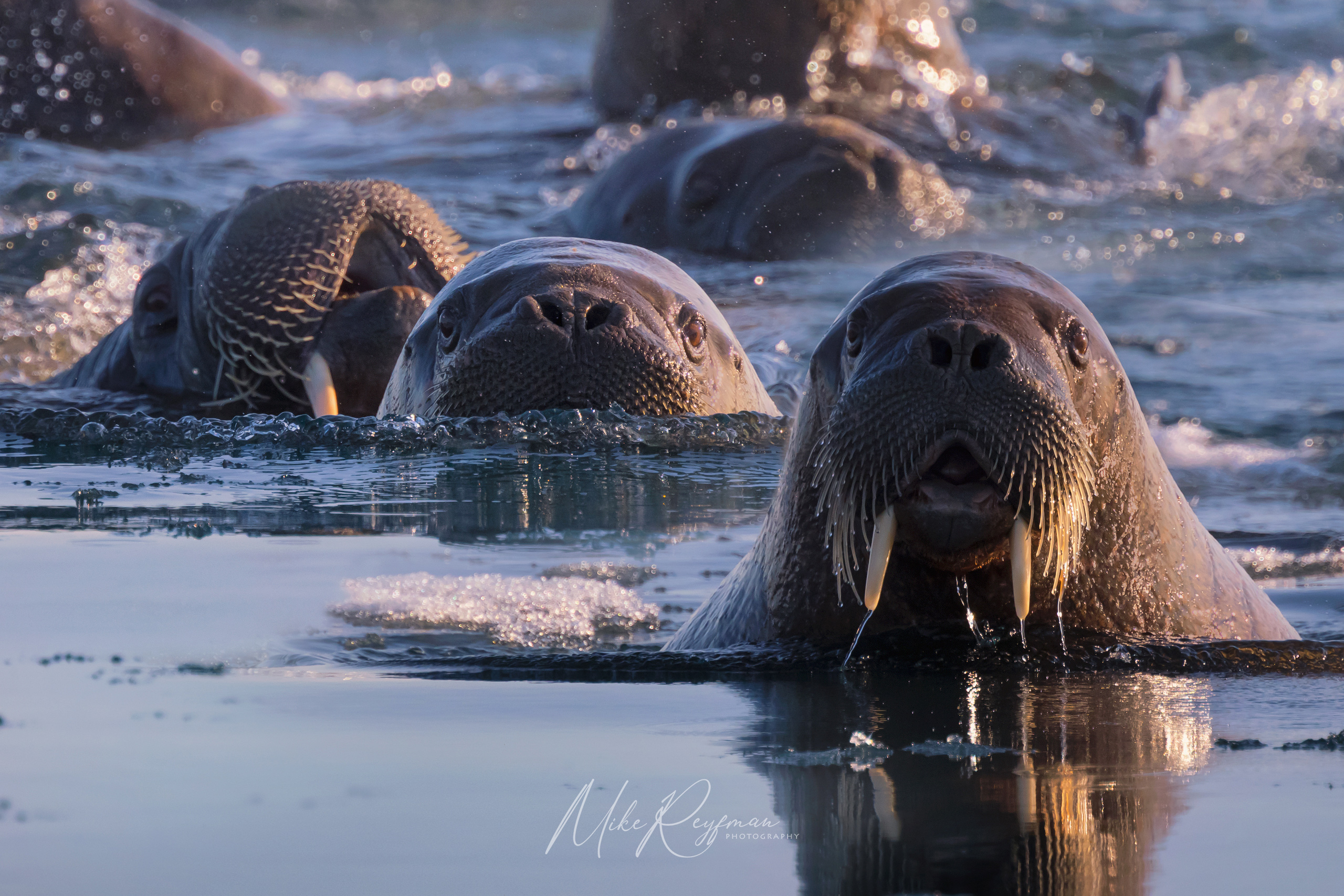 The Gang of Walruses WL-SV-002-Z8A6619 - The Walruses and Seals of Svalbard (Spitsbergen) - Mike Reyfman Photography