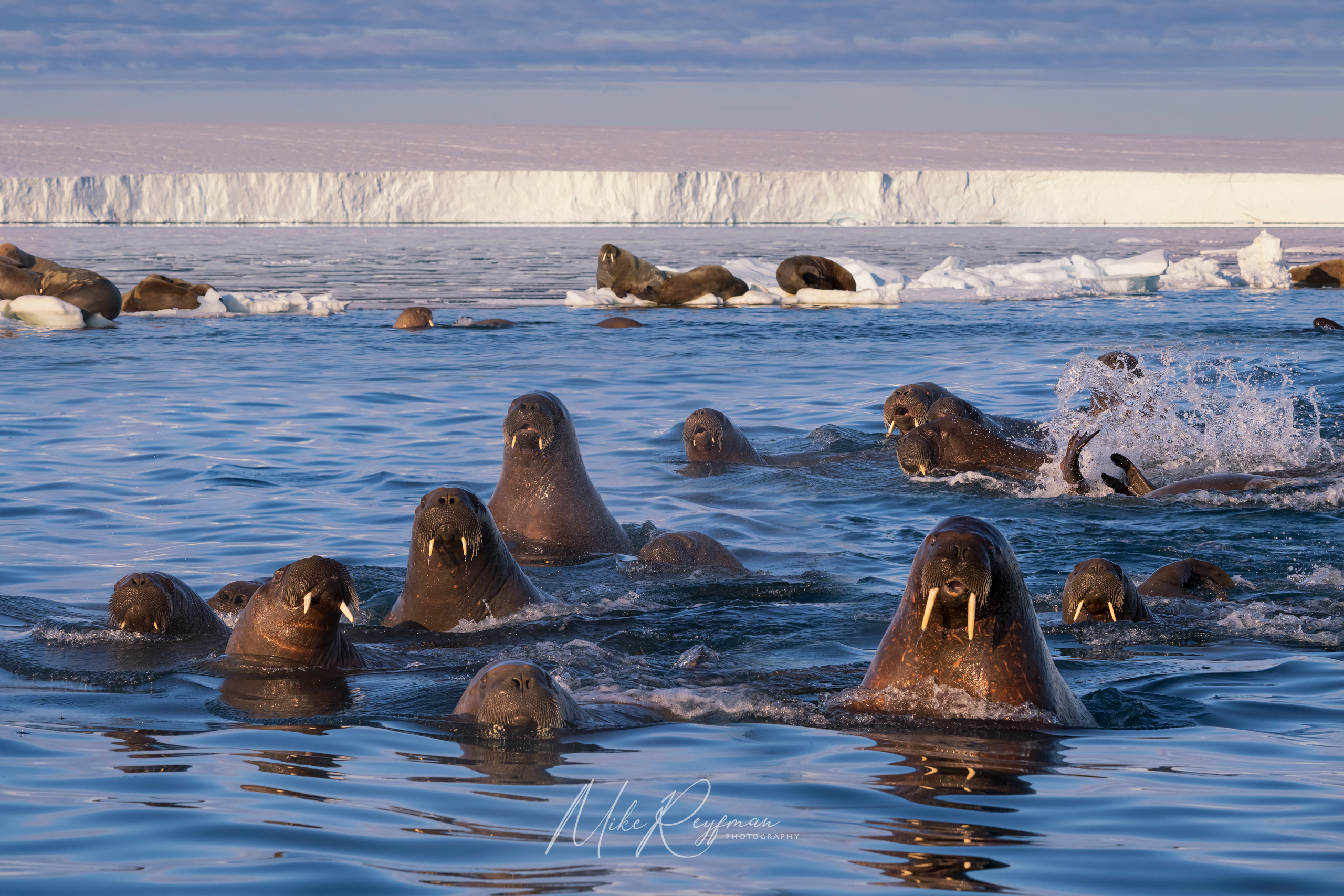 The Gang of Walruses WL-SV-005-Z8A6854 - The Walruses and Seals of Svalbard (Spitsbergen) - Mike Reyfman Photography
