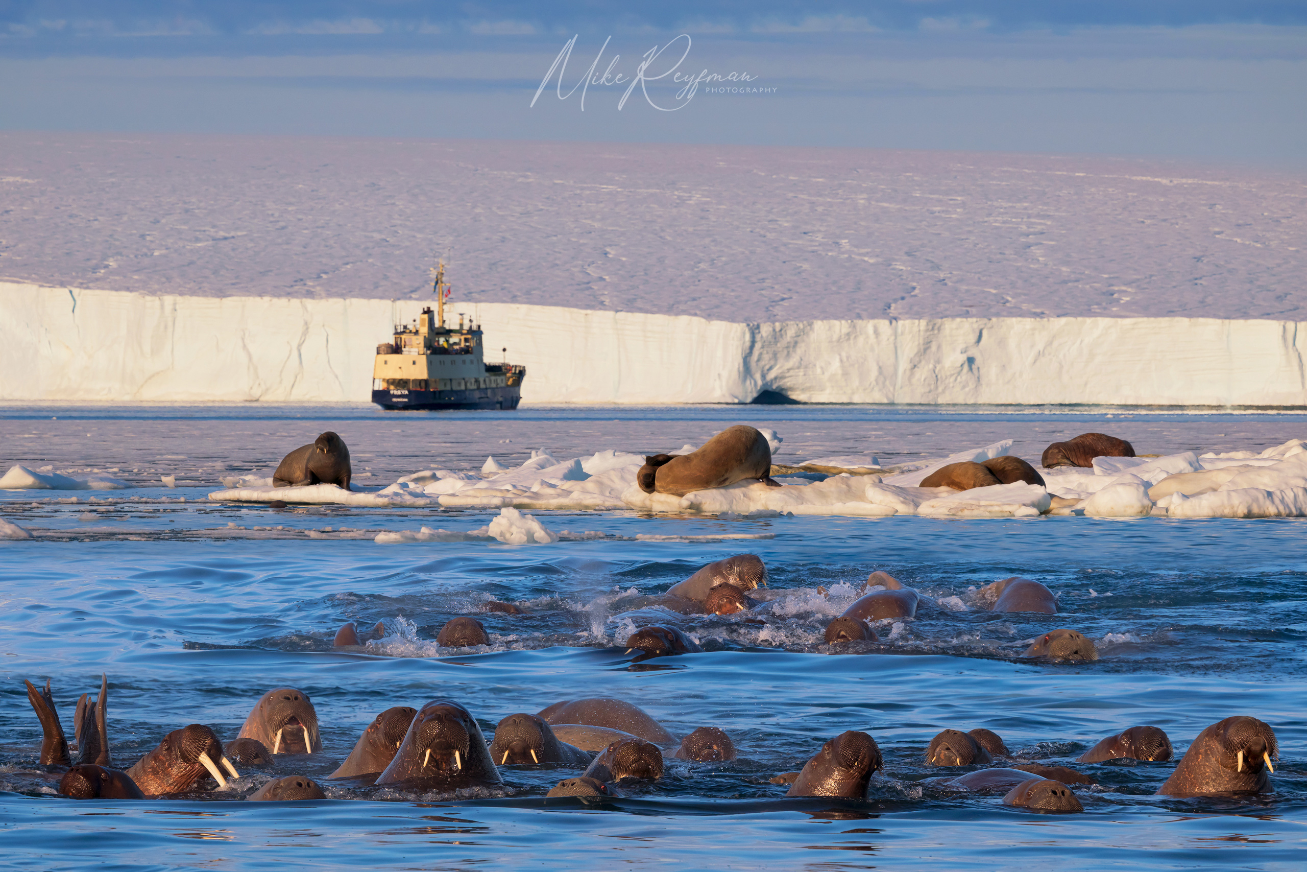 The Gang of Walruses WL-SV-007-Z8A6951 - The Walruses and Seals of Svalbard (Spitsbergen) - Mike Reyfman Photography