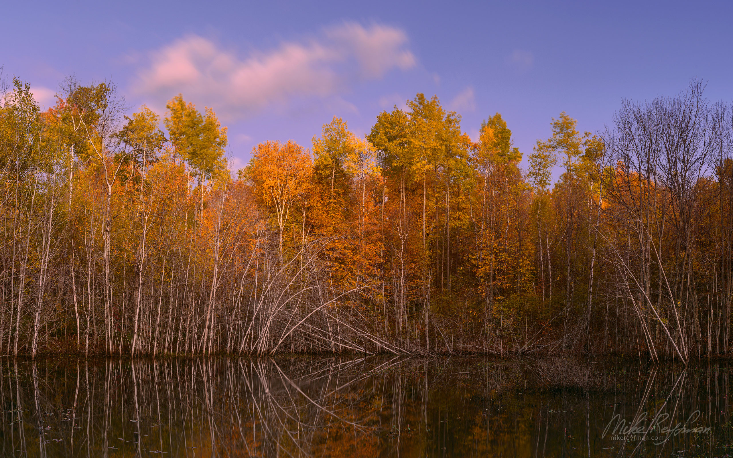 Autumn Bog, Northern Wisconsin, USA UP-MI_099_ZRA8502.jpg - Michigan's Upper Peninsula - the best destination in US for fall colors. - Mike Reyfman Photography