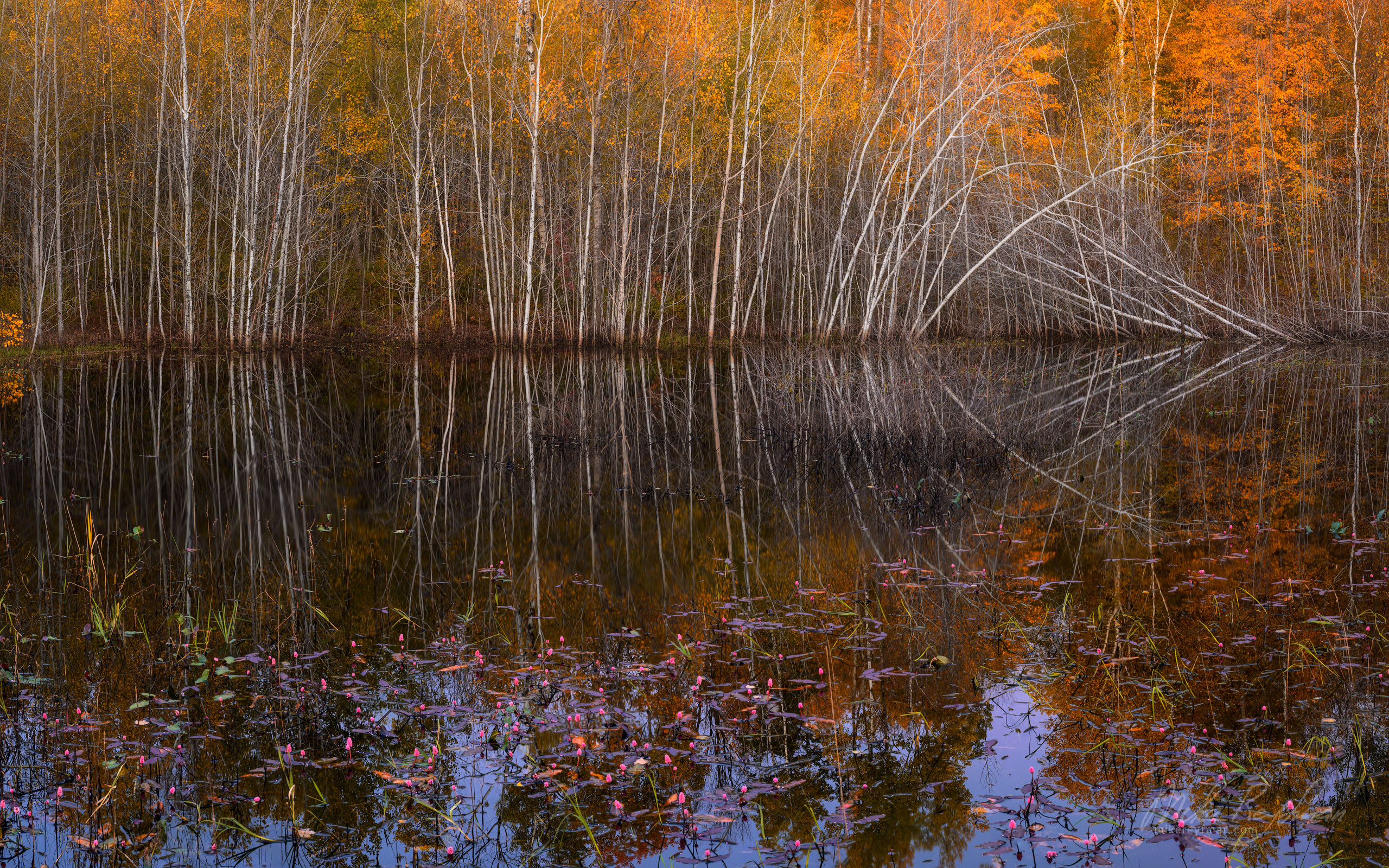 Autumn Bog, Northern Wisconsin, USA UP-MI_101_ZRA8476.jpg - Michigan's Upper Peninsula - the best destination in US for fall colors. - Mike Reyfman Photography