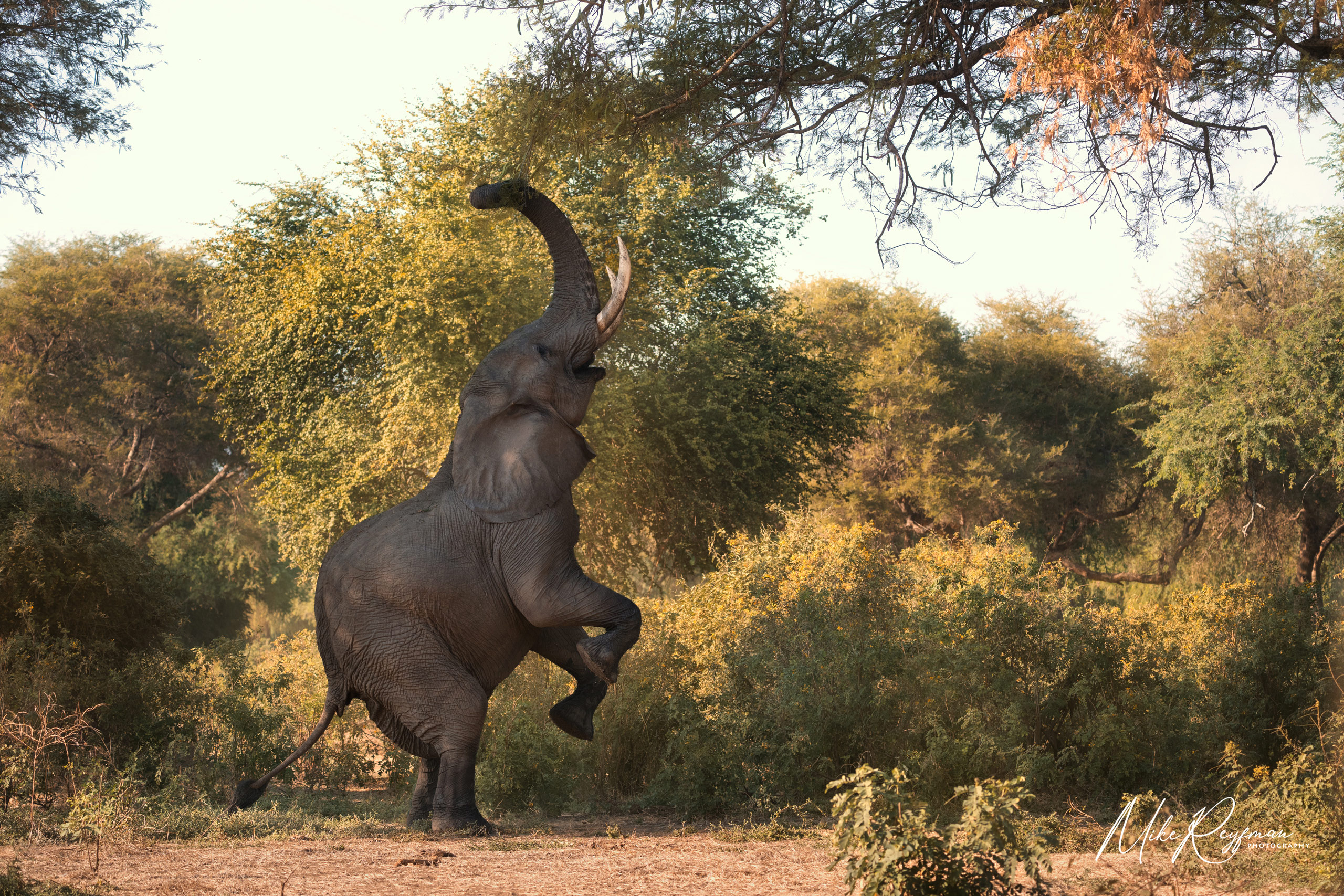 Zambia-Lower-Zambezi-Photo-Zafari-034  8
