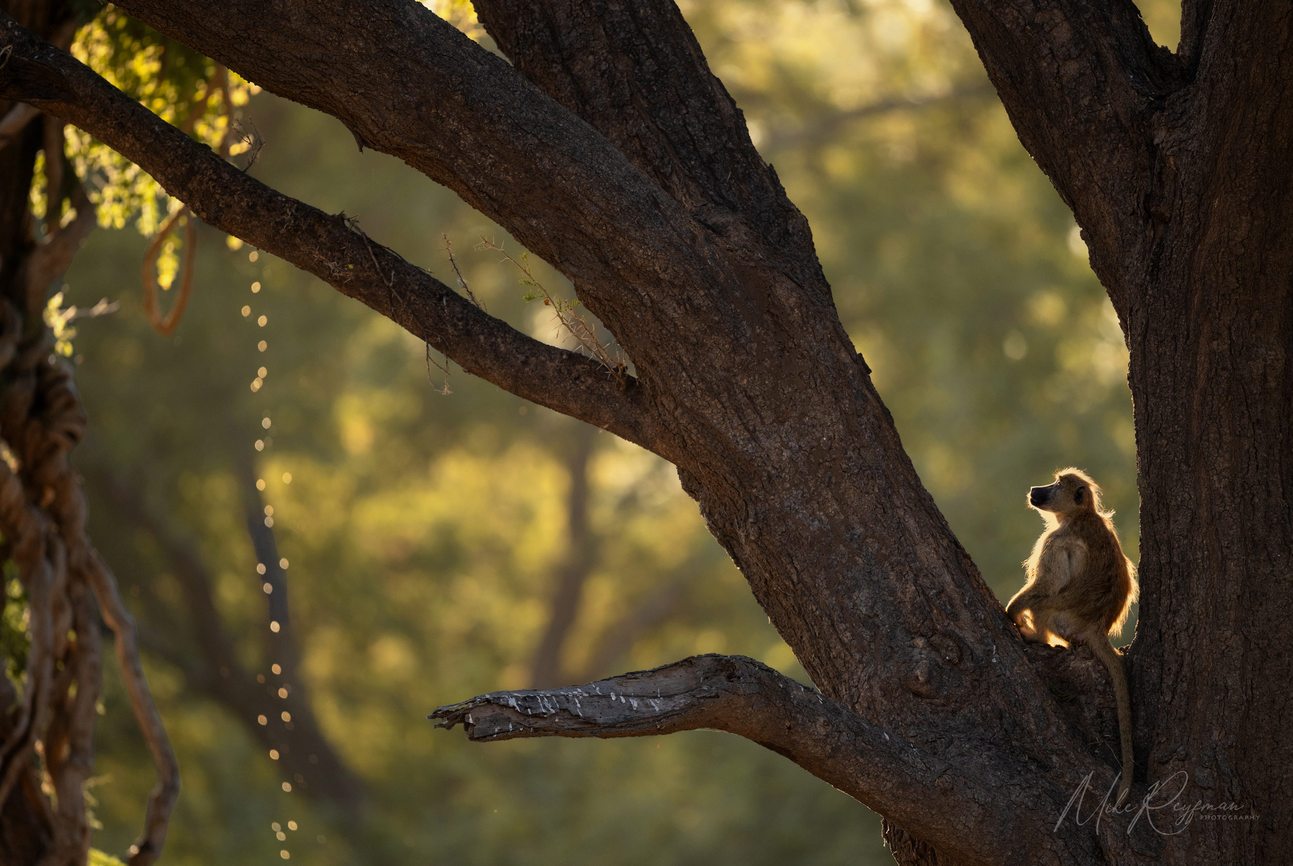 Zambia-Lower-Zambezi-Photo-Zafari-034  51