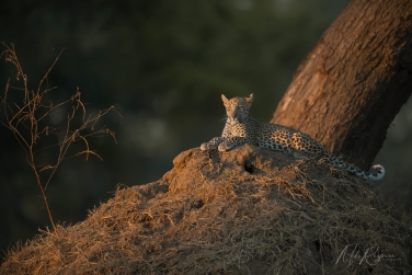 1_Zambia-Lower-Zambezi-Photo-Zafari-059 Lower Zambezi Photo Safari, Zambia 2027 |  Leopards, Elephants, and Magic Winterthorn Forest |  | Photo Tour with Mike Reyfman
