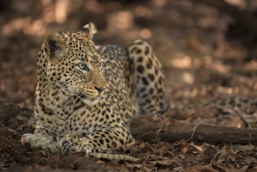 Zambia-Lower-Zambezi-Photo-Zafari-047 Lower Zambezi Photo Safari, Zambia 2027 |  Leopard Kingdom and Enchanted Zambezi Forest |  | Photo Tour with Mike Reyfman