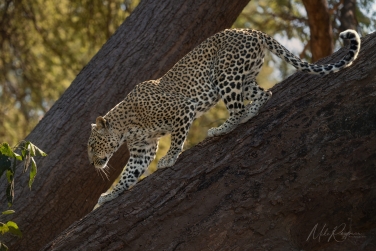 Zambia-Lower-Zambezi-Photo-Zafari-055 Lower Zambezi Photo Safari, Zambia 2027 |  Leopards, Elephants, and Magic Winterthorn Forest |  | Photo Tour with Mike Reyfman