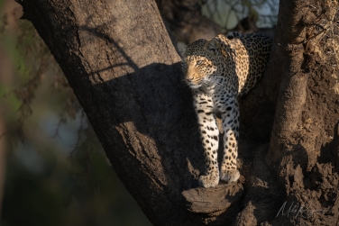 Zambia-Lower-Zambezi-Photo-Zafari-057 Lower Zambezi Photo Safari, Zambia 2027 |  Leopards, Elephants, and Magic Winterthorn Forest |  | Photo Tour with Mike Reyfman