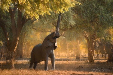 Zambia-Lower-Zambezi-Photo-Zafari-058 Lower Zambezi Photo Safari, Zambia 2027 |  Leopards, Elephants, and Magic Winterthorn Forest |  | Photo Tour with Mike Reyfman