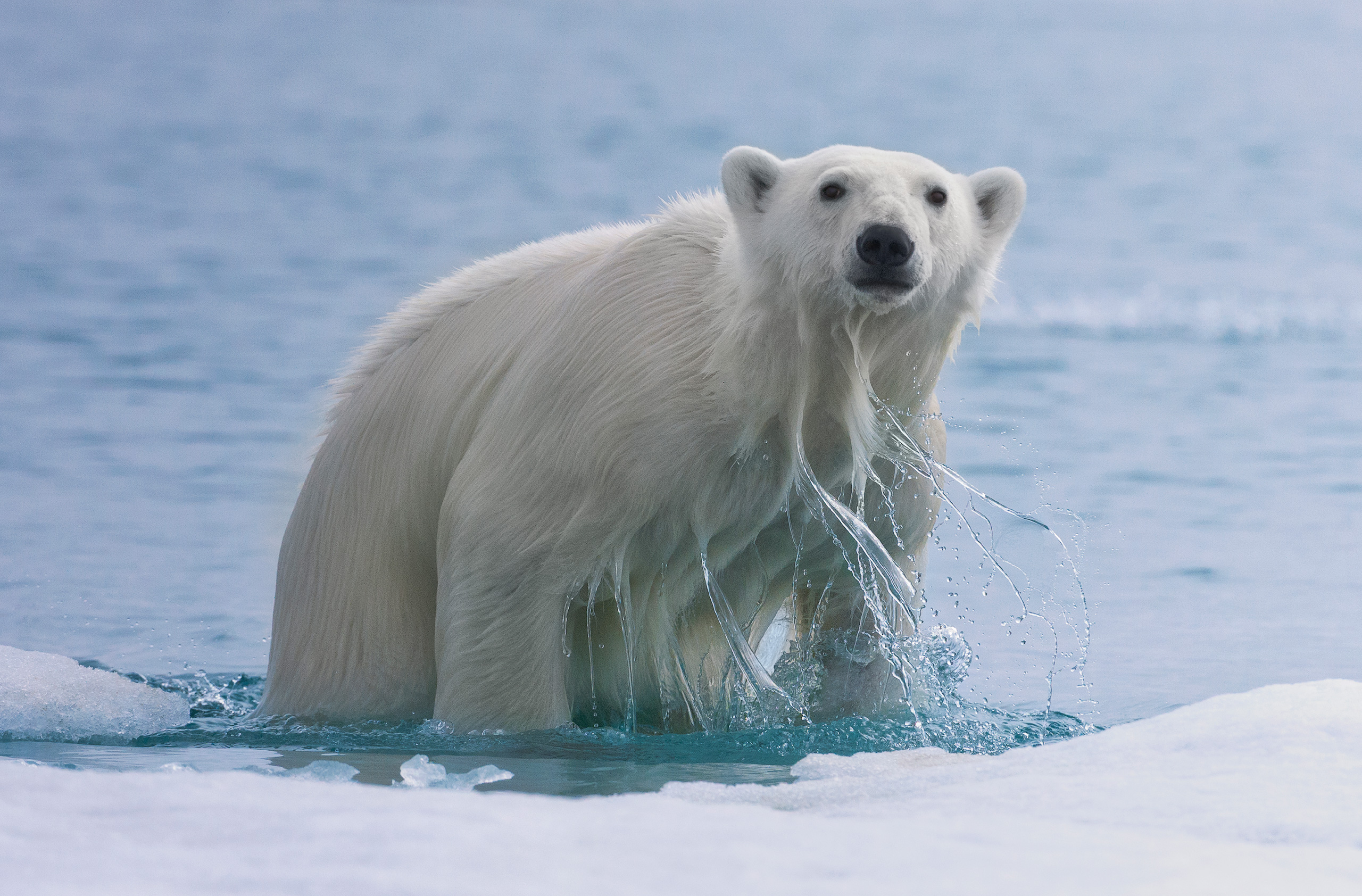 Morning-Bath_Animal-Portrait-Winner-2012